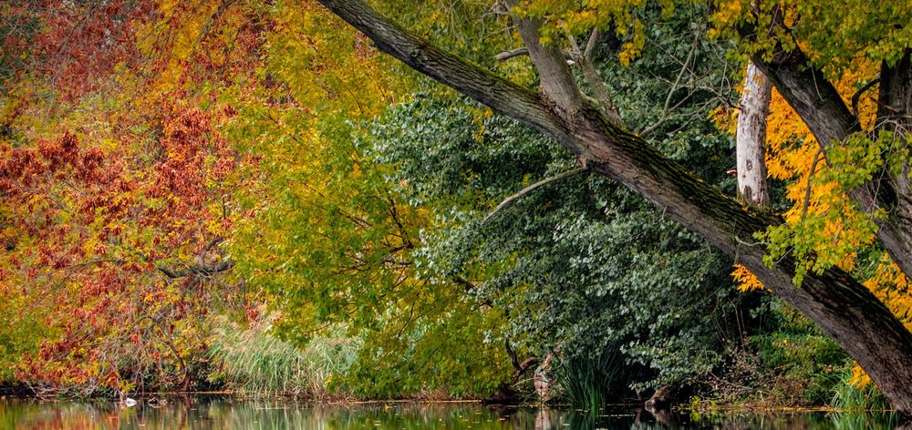 Red-Green Trees